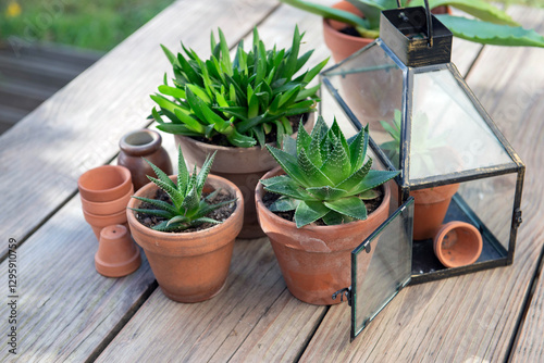 different suculent plants in flower pots with a mini greenhouse on wooden table