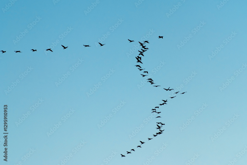 a flock of migratory birds in the sky a flock of migratory birds in the sky