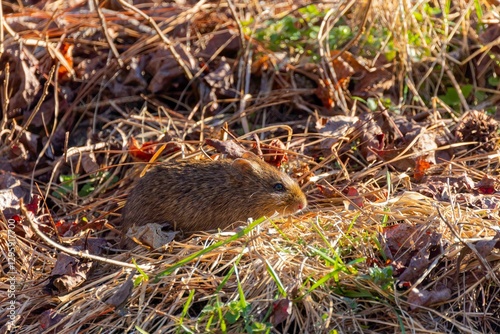 The eastern meadow vole (Microtus pennsylvanicus), sometimes called the field mouse or meadow mouse