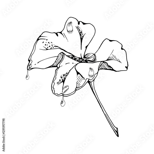 plant leaves of flower, bush tree foliage with dew rain water drops hand drawn vector ink, cloudberry ladys mantle geranium. Isolated botanical illustration. Scrapbooking decoupage, wedding florist
