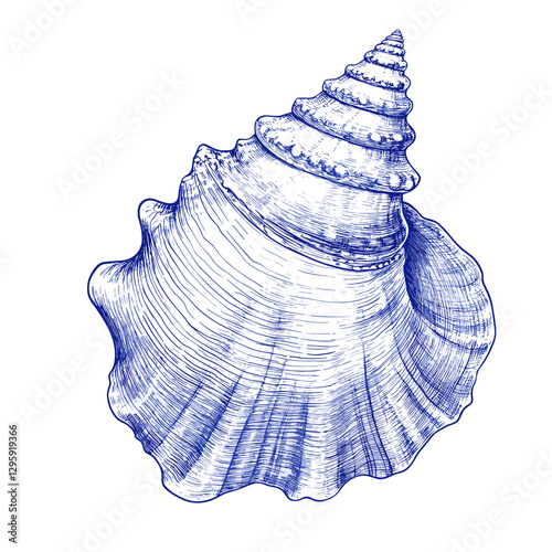 Seashell vector illustration seashells sea shell shells Art for greeting cards, wedding invitations, poster design, postcards, branding, logo design, isolated on a white background 