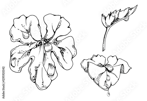 plant leaves of flower, bush tree foliage with dew rain water drops hand drawn vector ink, cloudberry ladys mantle geranium. Isolated botanical illustration. Wedding florist, scrapbooking decoupage