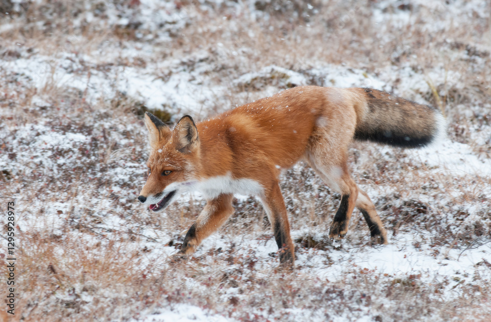 Obraz premium red fox is running in the wild