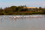 Flock of flamingos in a lake at Saintes Maries de la Mer, Camargue, France