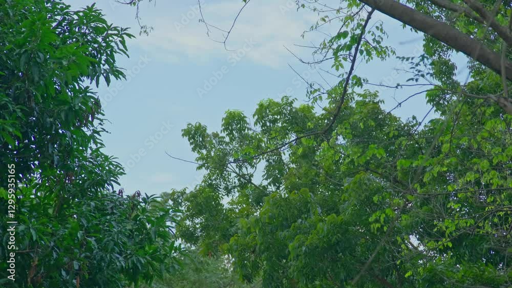 Scenic view of green trees with moving branches from wind under a blue sky
