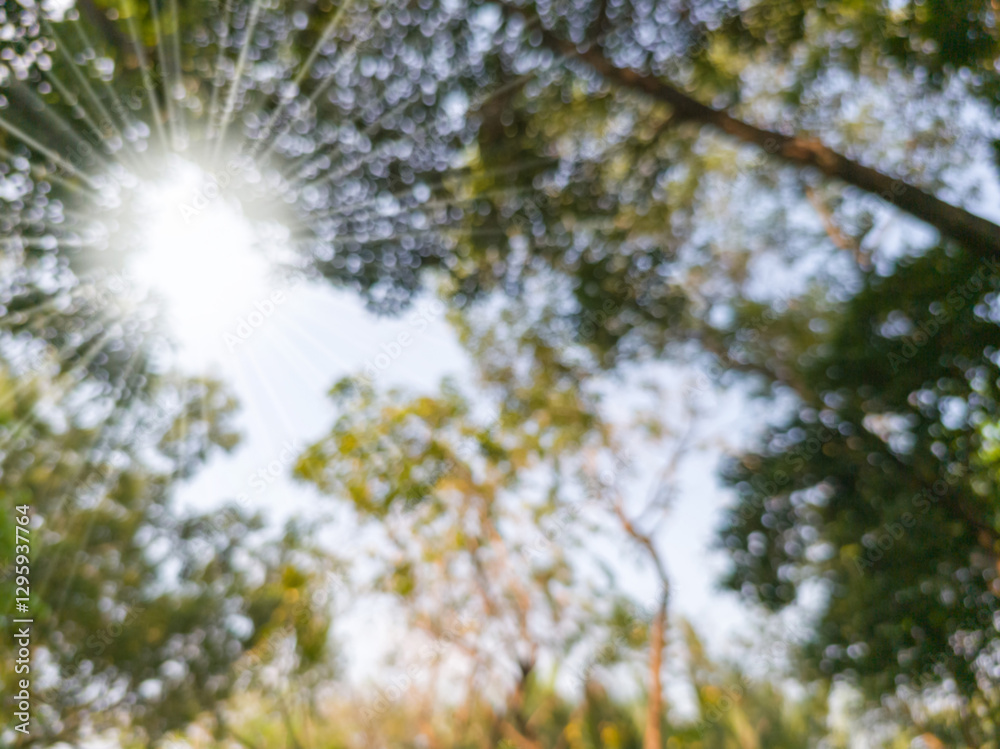 Obraz premium Low angle blur and bokeh shot in a forest or garden with morning sunlight.