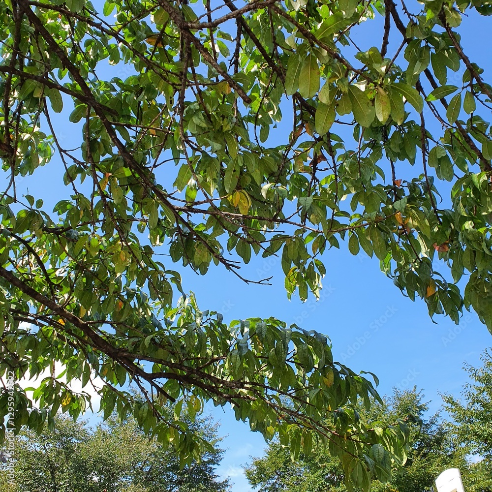 Fototapeta premium green leaves