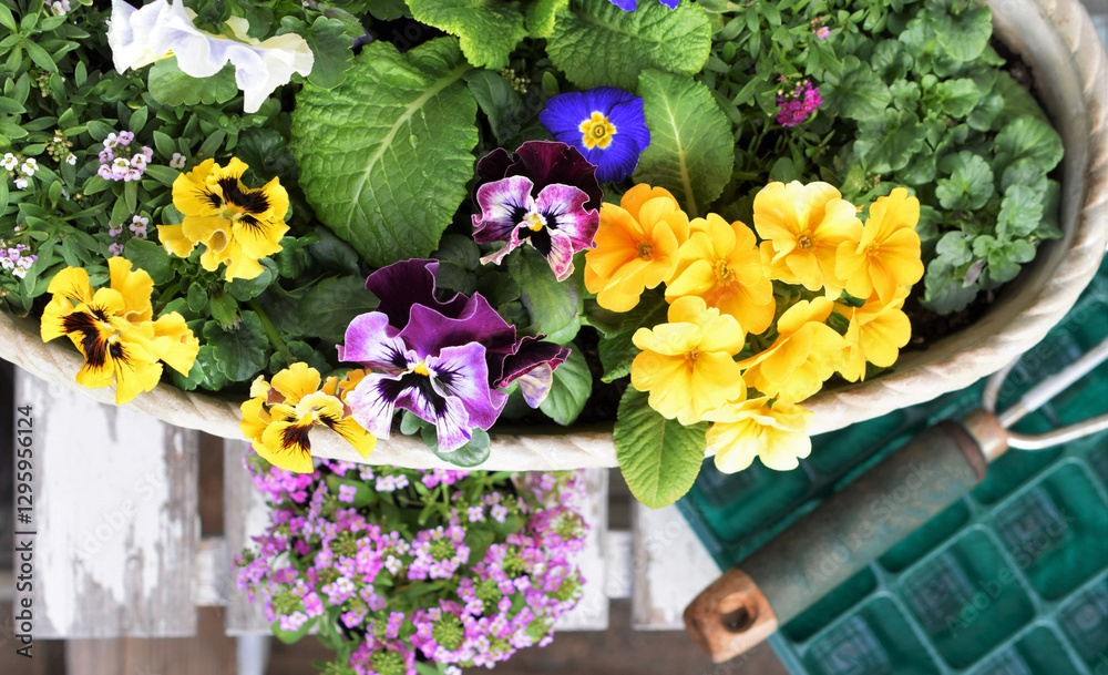 Φωτογραφία 鉢植えのパンジーとミモザ、ミモザと春の花、春の花の寄せ植え