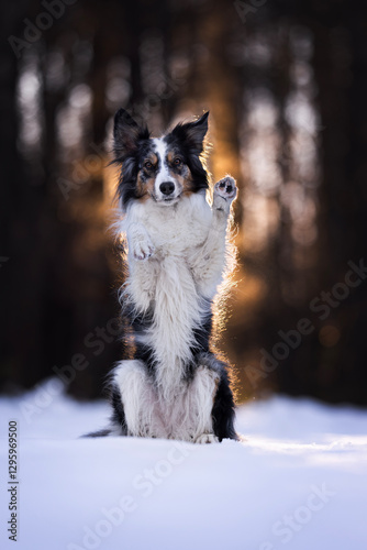 Border collie dog in winter
