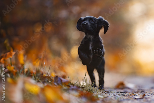 Adorable black bocker spaniel puppy in the forest photo