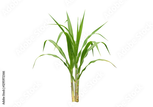 Isolated Lush Green Sugarcane Plant