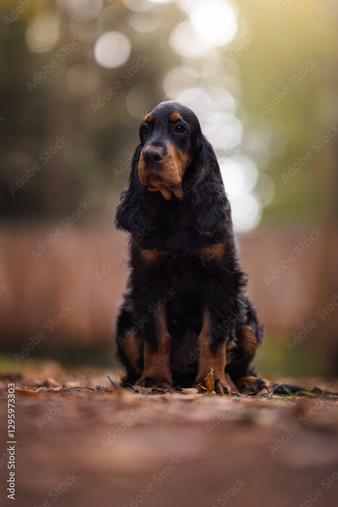 Adorable portrait of English setter puppy Adorable portrait of English setter puppy