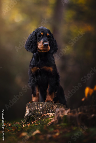 Adorable portrait of English setter puppy