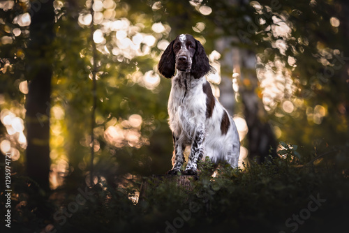 Adorable portrait of springer spaniel puppy