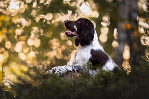 Tableau sur toile Adorable portrait of springer spaniel puppy