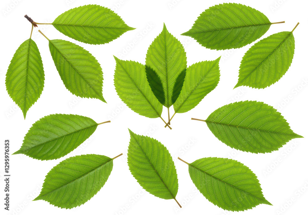 Isolated Collection of Vivid Green Cherry Leaves, Springtime