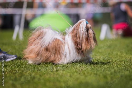 Shih tzu on the dog show