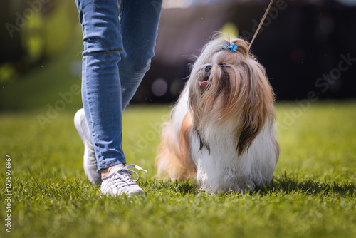 фотографія Shih tzu on the dog show