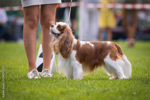 Cavalier king charles spaniel on the dog show