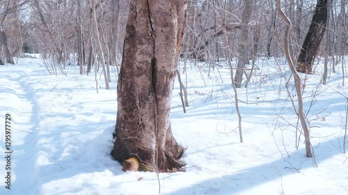 Squirrels and birds living in winter nature、リスと鳥が自然の冬の中で生きている様子