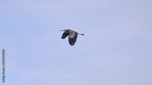 Great Blue Heron flying through the sky flapping its wings in slow motion.