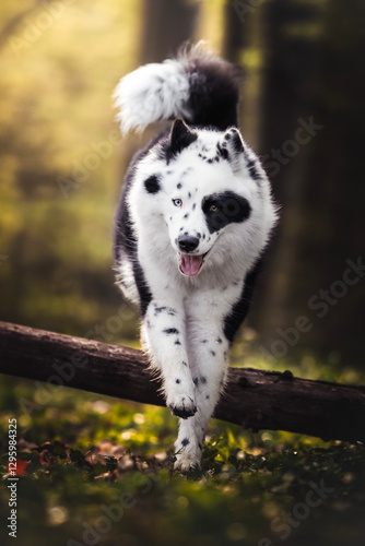 Yakutian laika dog at the forest