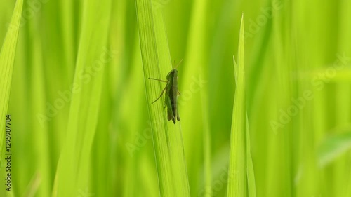 Grasshopper relaxing on rice grass . photo