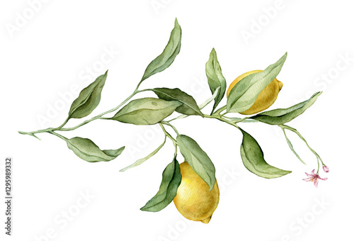 Lemon Fruit Branch with pink flower. Hand drawn watercolor illustration of yellow tropical citrus Food on white isolated background. Drawing of lemon tree with green leaves. Sketch of juicy for menu.