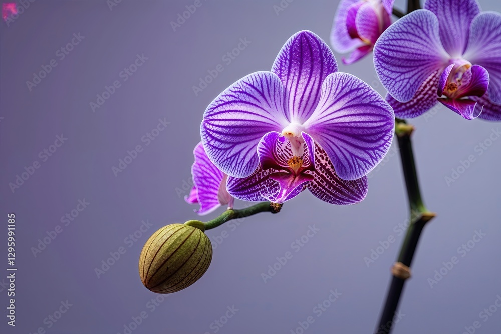 Obraz premium Vibrant Closeup of a Delicate Purple Orchid Flower Against a Calm Studio Backdrop