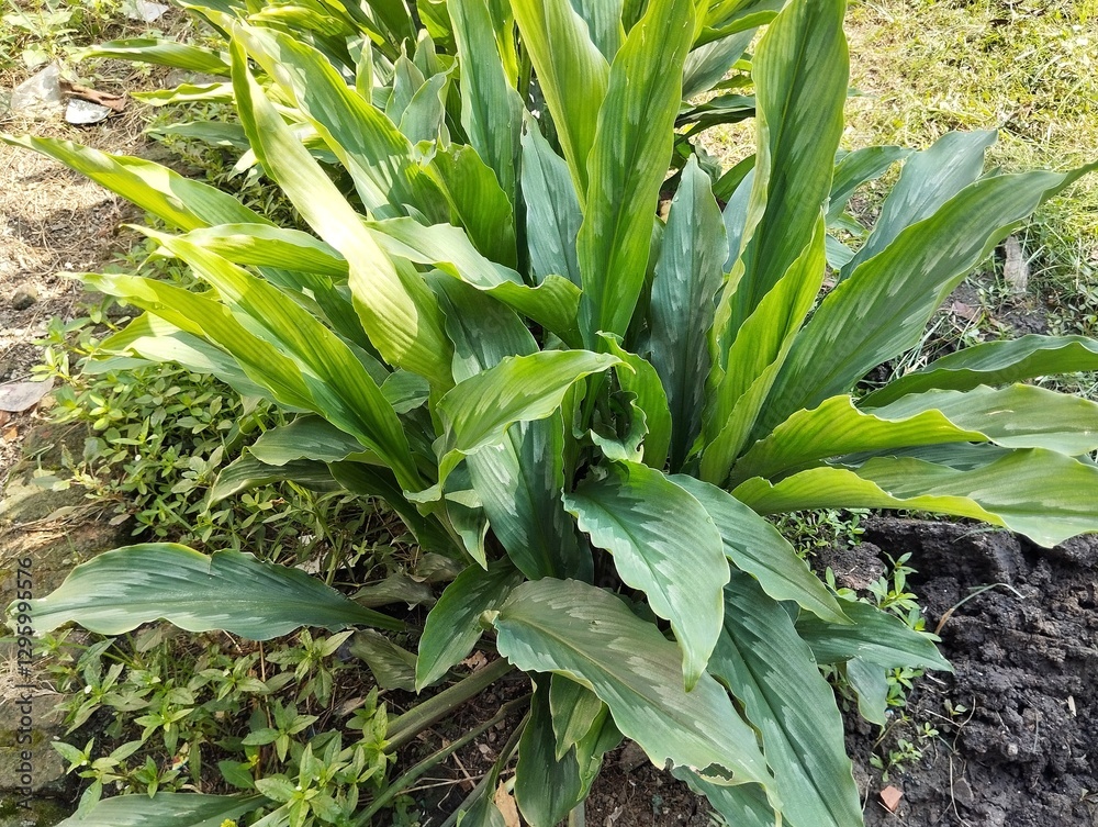 Obraz premium White turmeric plant in outdoor garden 