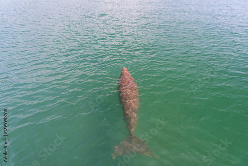 Endangered Thai Dugong swimming in tropical sea and breathe in crystal clear water. Sea cow looks up and take a breath on sea surface. Koh Libong, Trang, dugong is the symbol of Trang, Thailand.