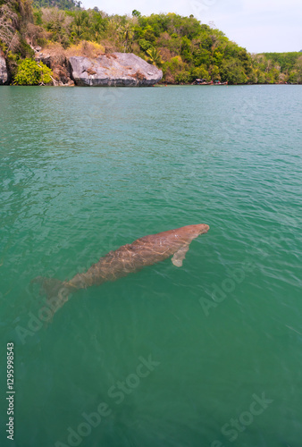 Endangered Thai Dugong swimming in tropical sea and breathe in crystal clear water. Sea cow looks up and take a breath on sea surface. Koh Libong, Trang, dugong is the symbol of Trang, Thailand.