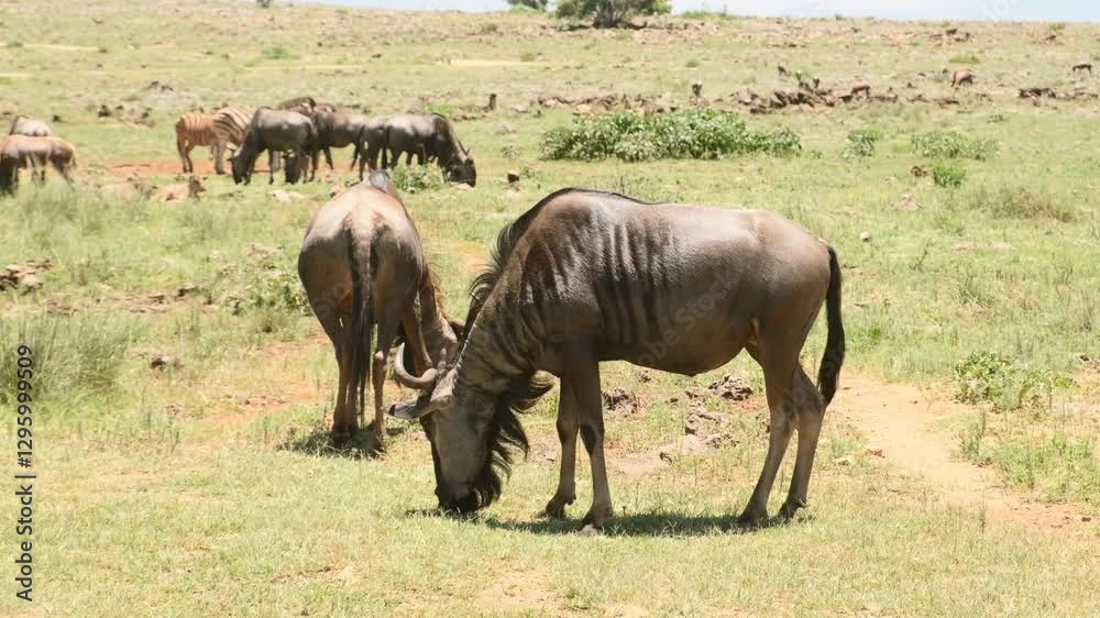 Wildebeest grazing in a grassy savannah with more in the background Wildebeest grazing in a grassy savannah with more in the background