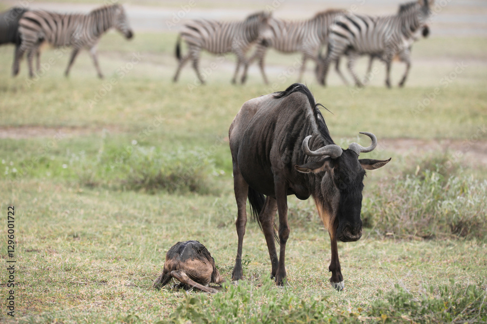 a newly born wildebeest calf is struggling to stand up with the aid of its mother, on the vast savannah of Serengeti, Tanzania a newly born wildebeest calf is struggling to stand up with the aid of its mother, on the vast savannah of Serengeti, Tanzania