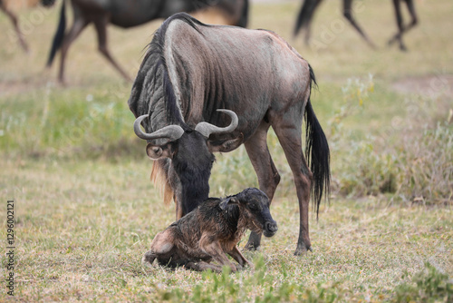 Canvas Print a newly born wildebeest calf is struggling to stand up with the aid of its mothe