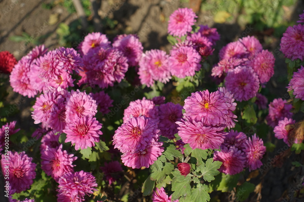 Great number of pink flowers of Chrysanthemums in October Great number of pink flowers of Chrysanthemums in October