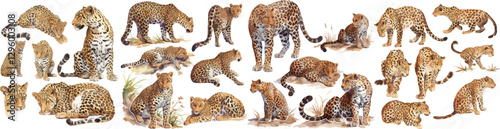 leopart watercolor clipart