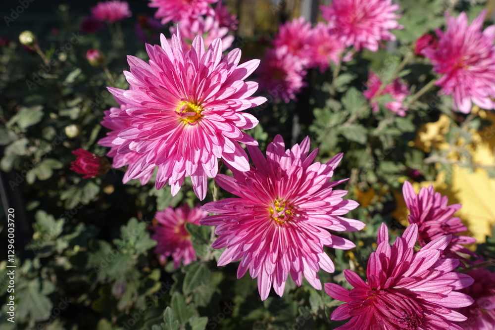 Pair of pink flowers of Chrysanthemums in mid November Pair of pink flowers of Chrysanthemums in mid November
