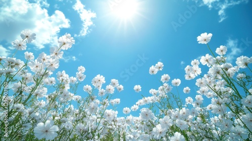 White Cosmos Field, Sunny Sky, Looking Up