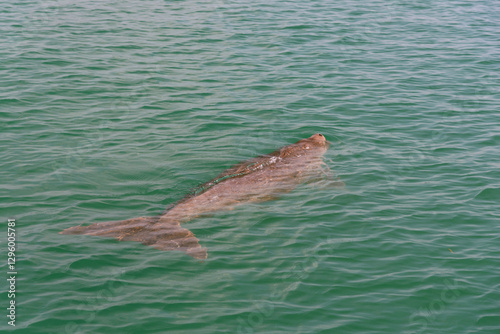 Endangered Thai Dugong swimming in tropical sea and breathe in crystal clear water. Sea cow looks up and take a breath on sea surface. Koh Libong, Trang, dugong is the symbol of Trang, Thailand.