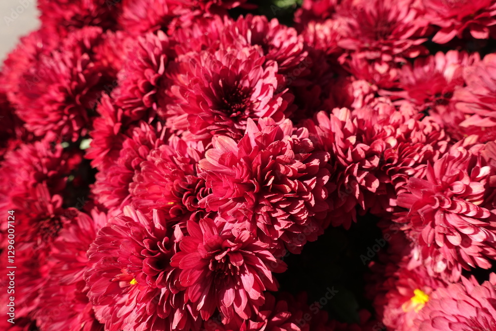 Numerous red flowers of Chrysanthemums in October Numerous red flowers of Chrysanthemums in October