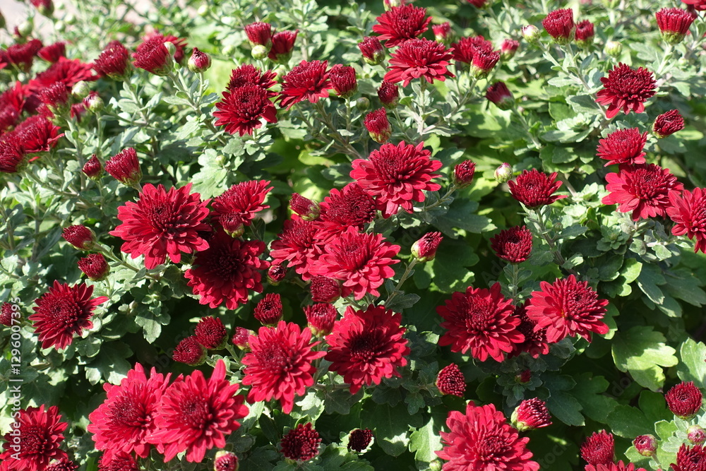 Opening buds and red flowers of Chrysanthemums in October Opening buds and red flowers of Chrysanthemums in October