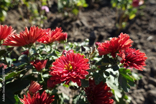 Orangey red flowers of Chrysanthemums in October photo