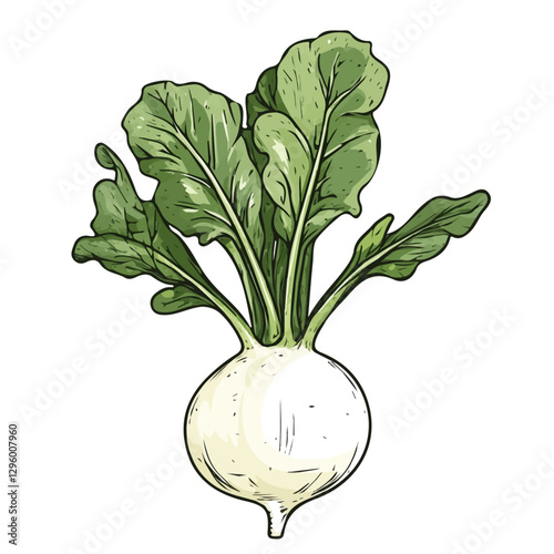 Kohlrabi minimalist 2D vector graphic illustration sketch on a white background.

