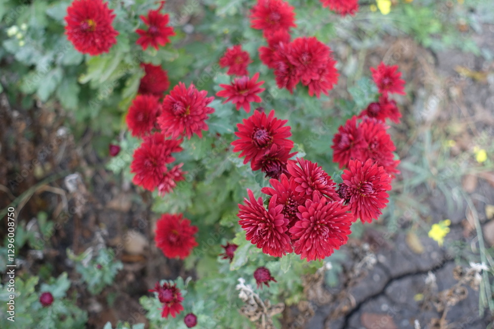 Red flowers of Chrysanthemums in mid October Red flowers of Chrysanthemums in mid October