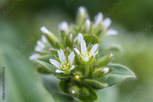 sticky chickweed, clammy mouse-ear chickweed
