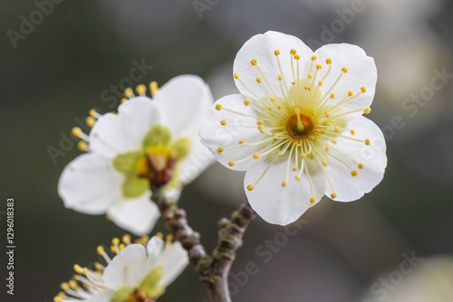 Japanese apricot