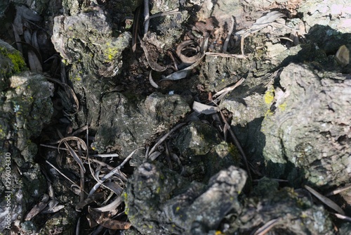 bark, tree, plant, structure, patterns, texture, botany, nature,