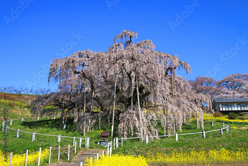 三春の滝桜・日本三大桜（福島県・三春町）