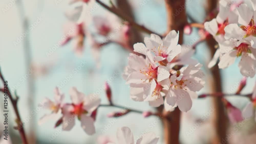 A stunning closeup image of cherry blossoms that beautifully represents the elegance and tranquility of spring A stunning closeup image of cherry blossoms that beautifully represents the elegance and tranquility of spring